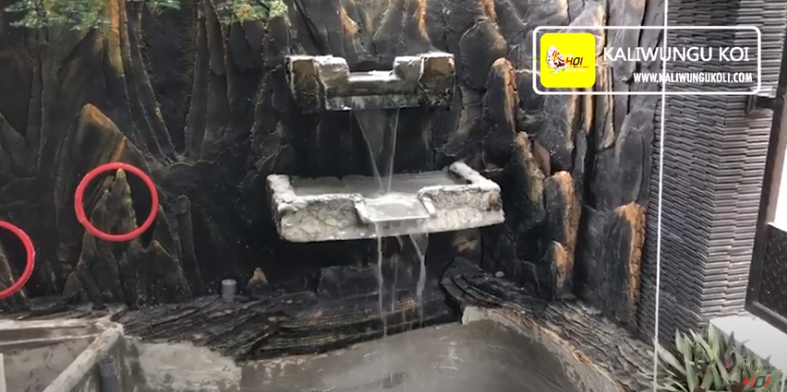 Renovasi Kolam KOI Relief Dangkal Dengan Filter Ember Bekas